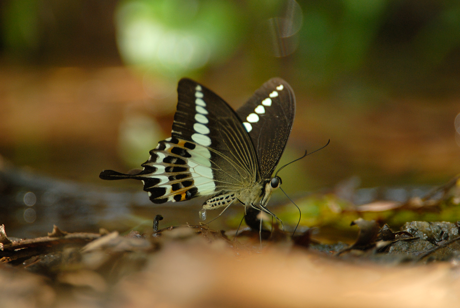 The Malabar Banded Swallowtail Papilio liomedon is endemic to the Western Ghats. It is a powerful flier, scarce, and confined to the moist forests.